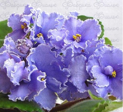 ЕК-Голубая Кровь